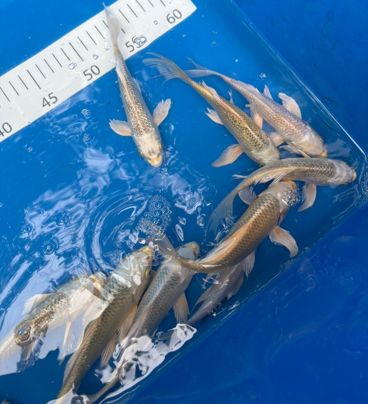 Japanse butterfly kois topkwaliteit!, Dieren en Toebehoren, Karper of Koi