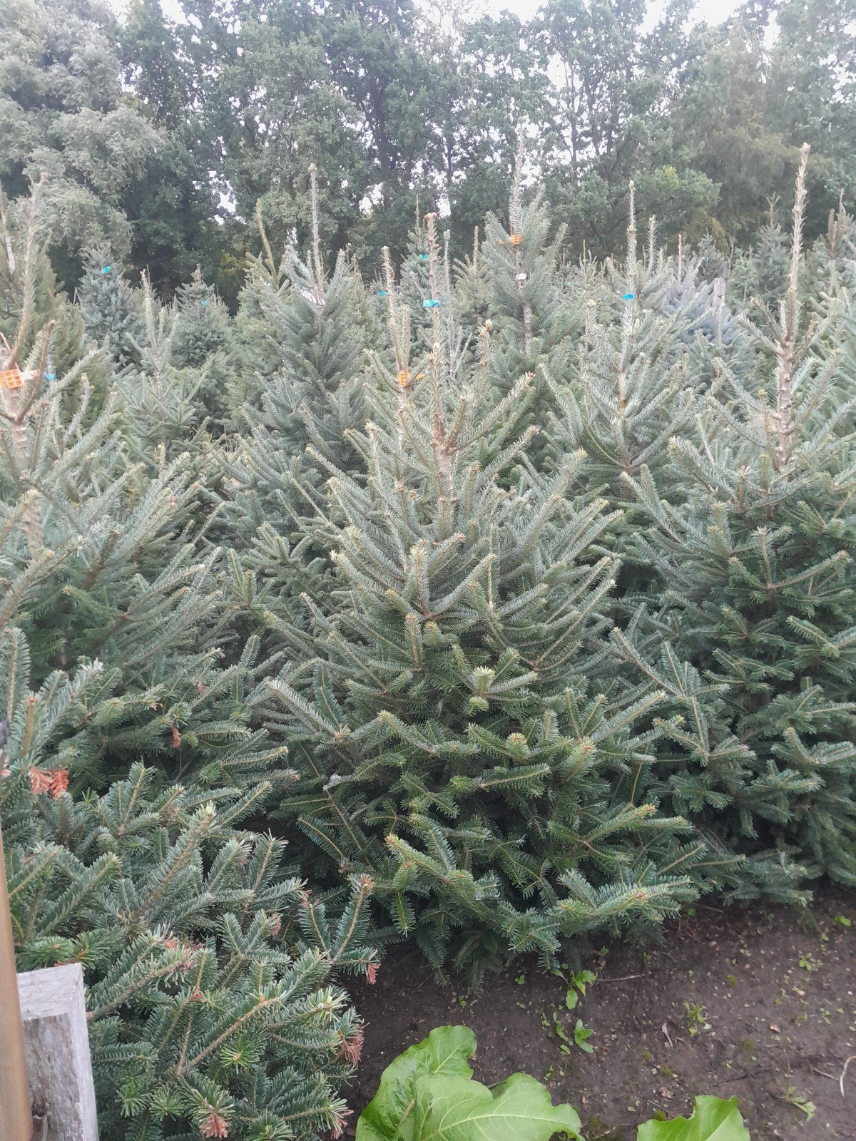 Kerstbomen abies fraseri, Tuin en Terras, Planten | Bomen, Ophalen, Bloeit niet, Halfschaduw, Overige soorten