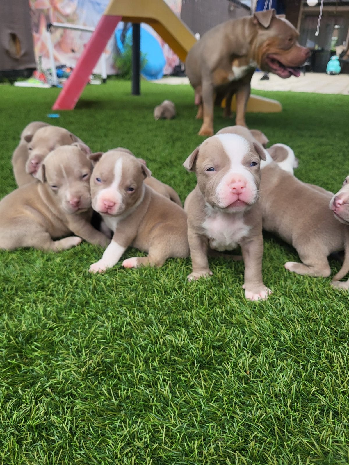 American bully’s pups , DBKC stamboom, Dieren en Toebehoren, Honden | Bulldogs, Pinschers en Molossers, Teef, Overige rassen, Particulier