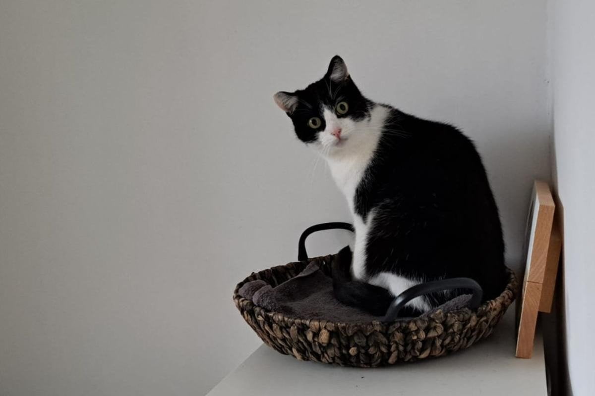 Lieve Mannetjeskat ter adoptie aangeboden, Dieren en Toebehoren, Kater