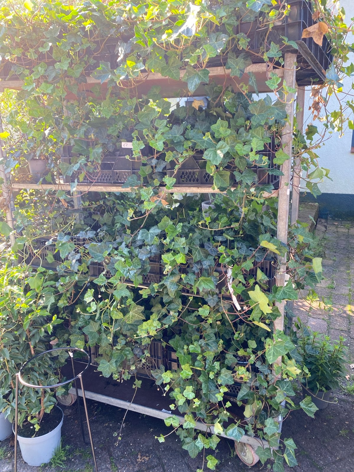 Klimop (Hedera hibernica) - Groene Klimmer, Ophalen, Vaste plant, Bloeit niet, Halfschaduw