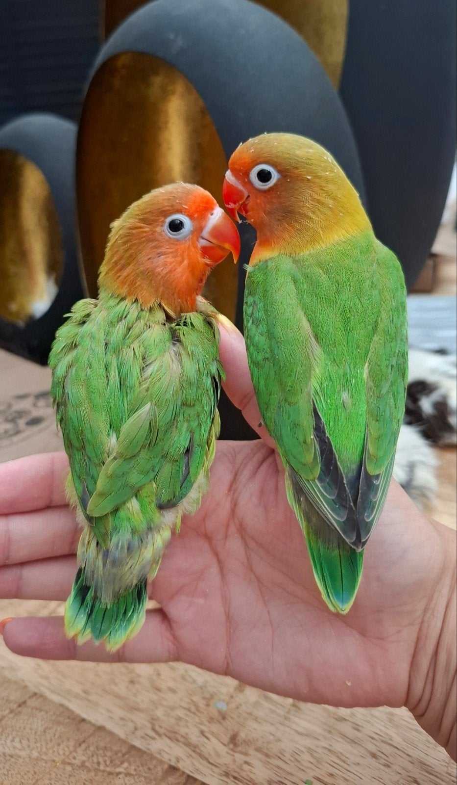 Agapornis Fischeri Dwergpapegaai, Dieren en Toebehoren, Geslacht onbekend, Dwergpapegaai of Agapornis, Geringd