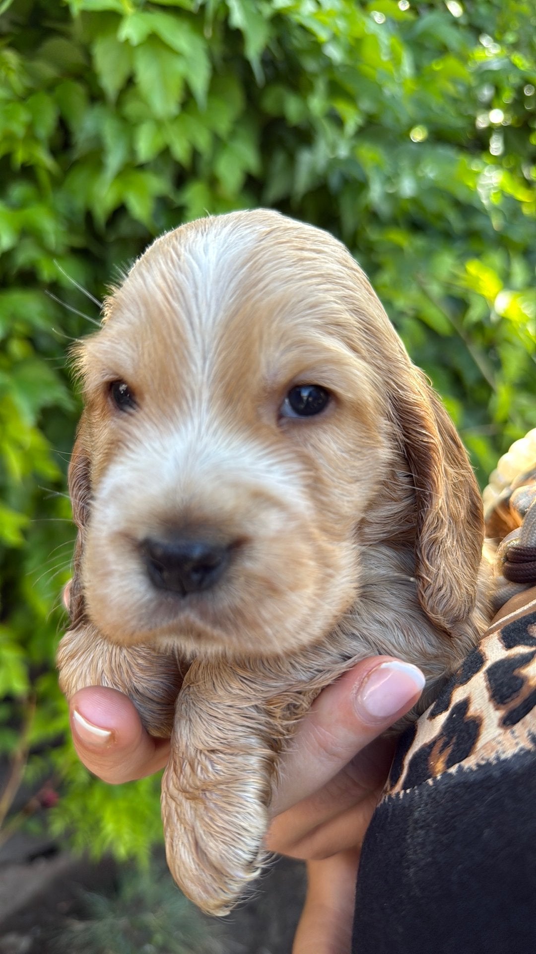 Huiskamernest engelse cocker spaniël pups zeer sociale pups, Dieren en Toebehoren, Parvo, 8 tot 15 weken, Meerdere, Meerdere dieren