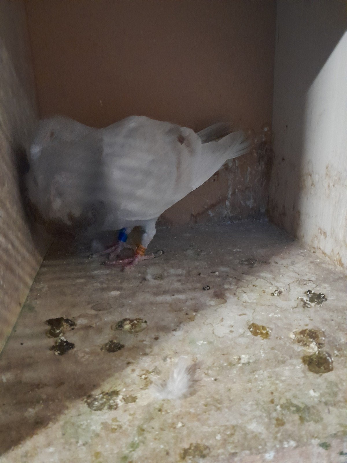 valenciano kroppers, Dieren en Toebehoren, Vogels | Duiven, Meerdere dieren, Postduif
