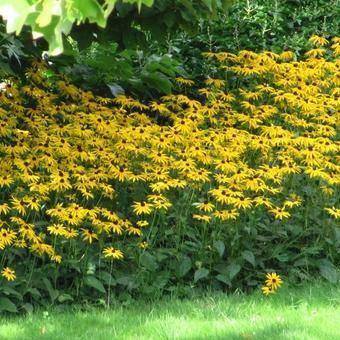 Bio zaden Gele zonnehoed – Rudbeckia fulgida 'Goldsturm', Verzenden, Voorjaar, Volle zon, Zaad