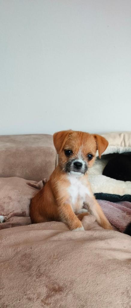 Leuke kruising pup, 8 tot 15 weken, Eén hond, Nederland, Particulier