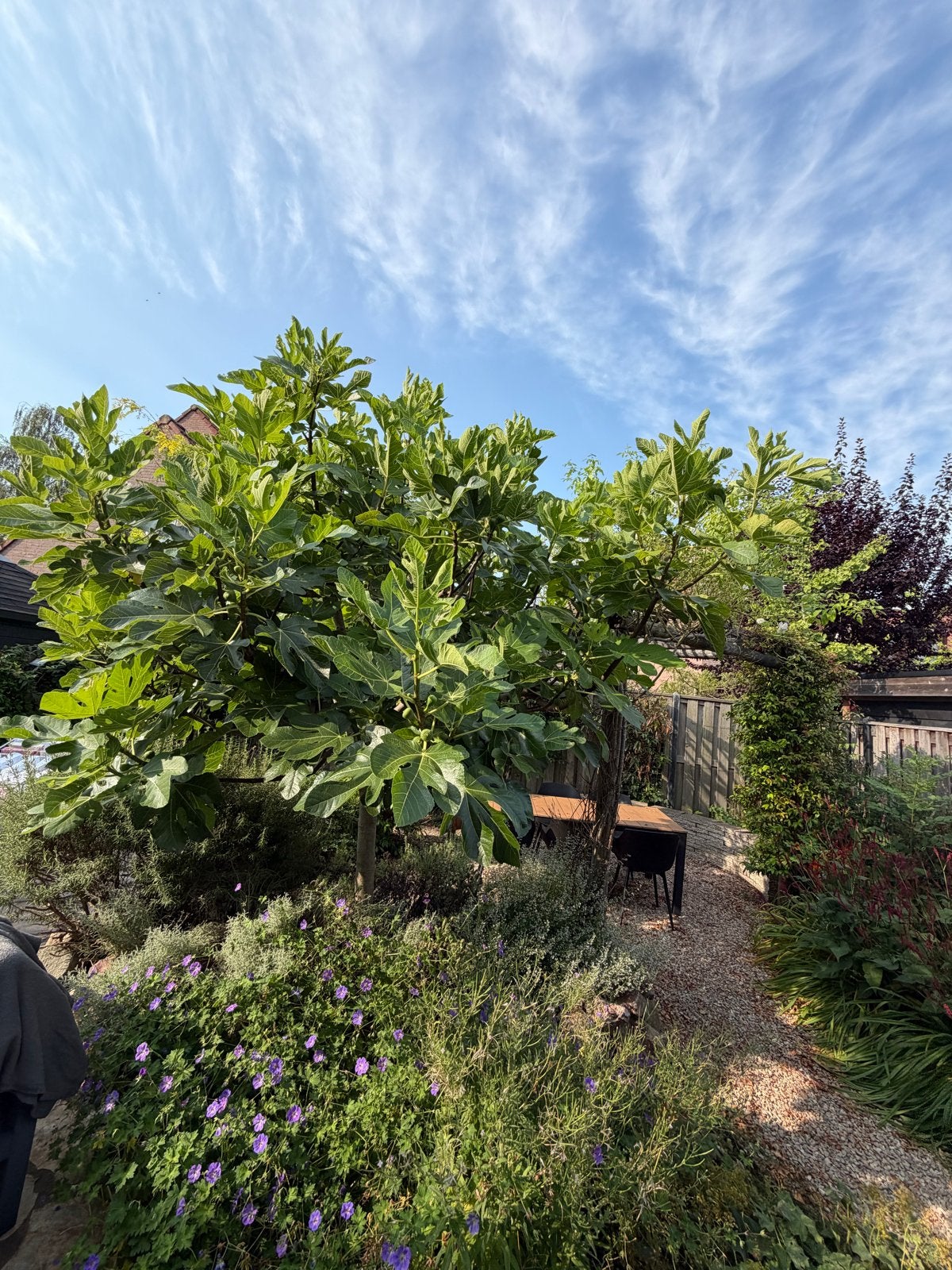 Grote vijgenboom (Ficus carica) met vruchten, Tuin en Terras, Planten | Bomen, Overige soorten, 250 tot 400 cm, Zomer, Ophalen