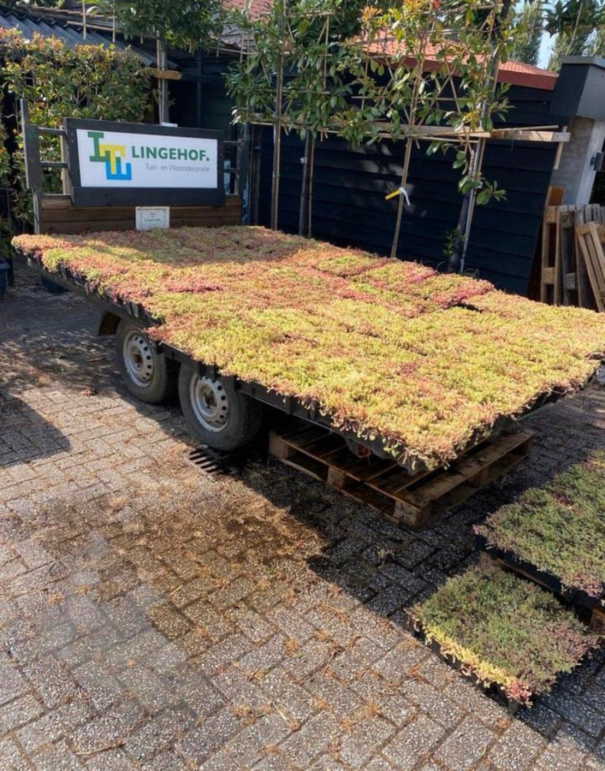 Groendak sedum voor kleine of grote projecten kijk alle foto
