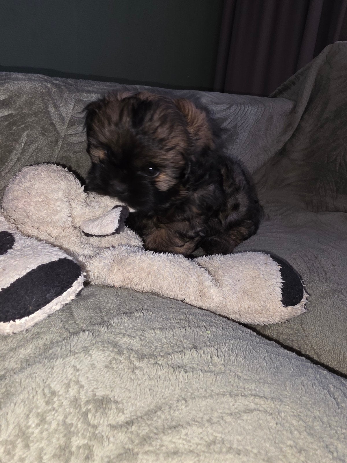 Boomer pups, Dieren en Toebehoren, Parvo, Overige rassen, 8 tot 15 weken, Meerdere