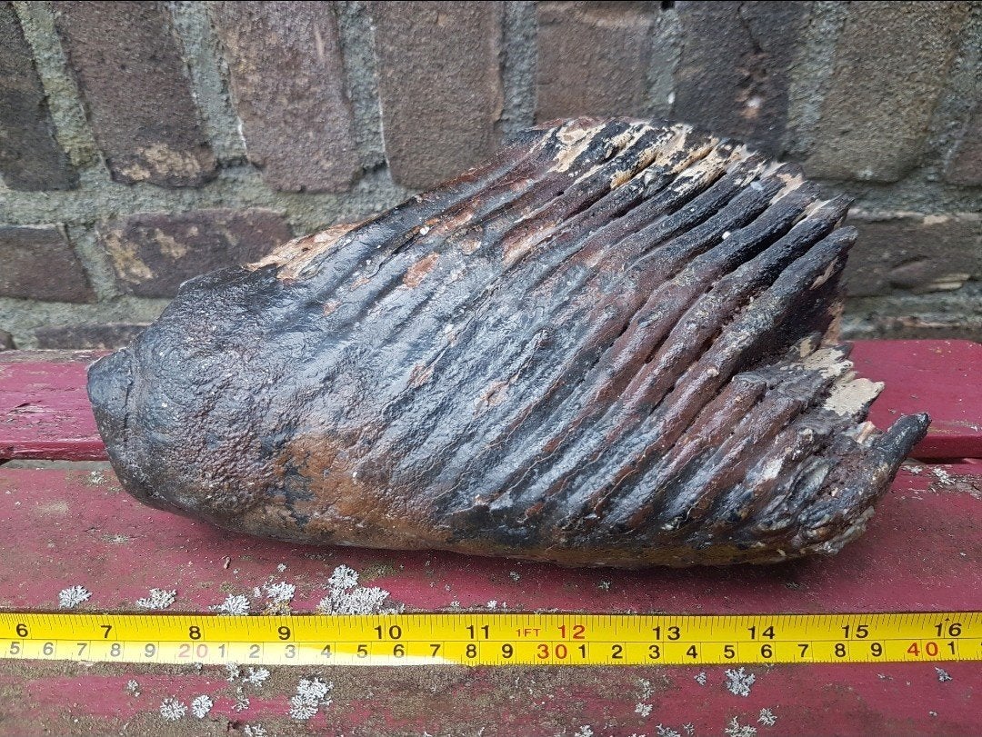 Mammoet kies mammuthus kies kaak pleistoceen kiezen wolharig, Verzamelen, Ophalen of Verzenden, Fossiel