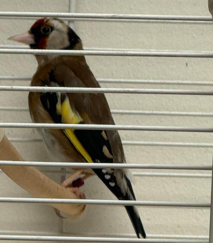 Putter pop, Dieren en Toebehoren, Vogels | Overige Vogels, Vrouwelijk, Wildzangvogel, Geringd