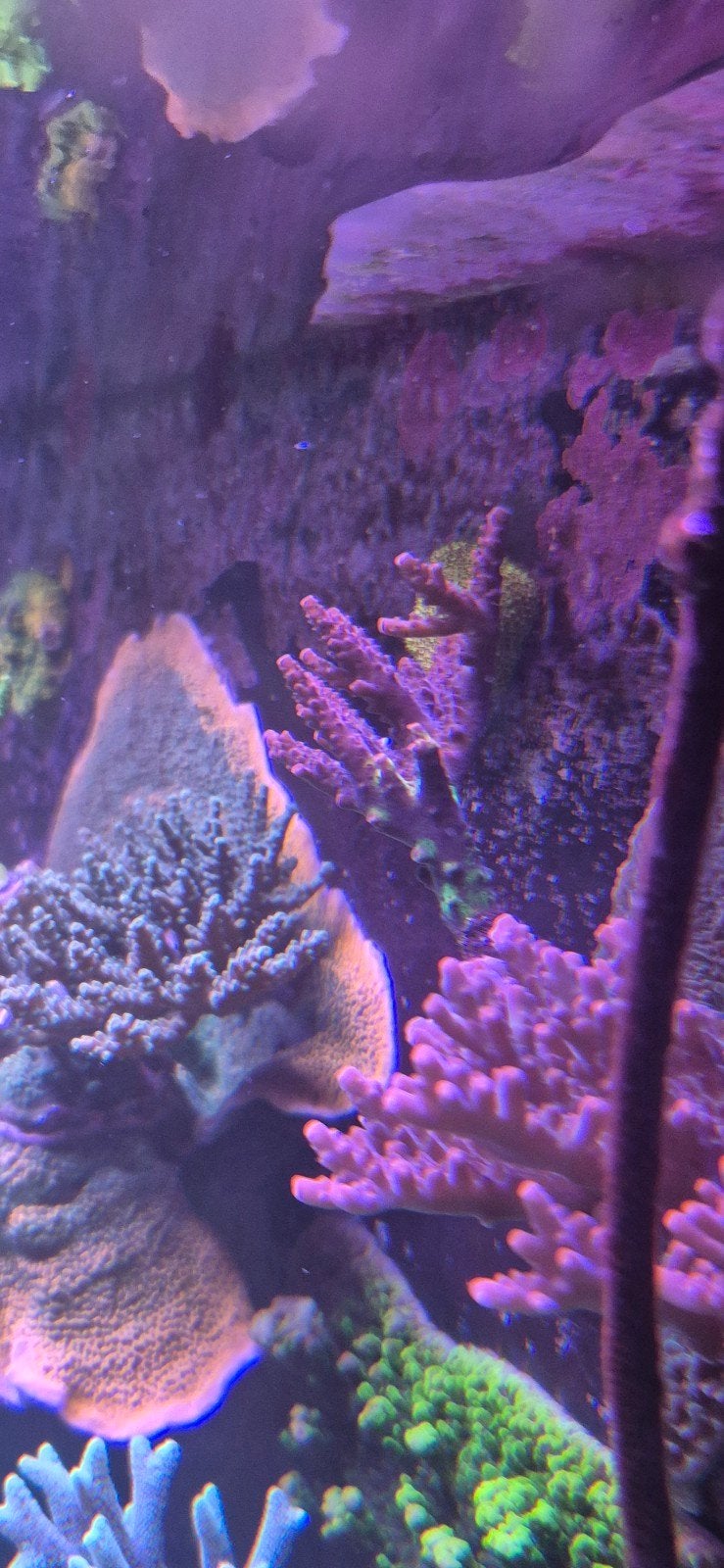 acropora pc rainbow, Dieren en Toebehoren, Overige typen, Zoutwatervis