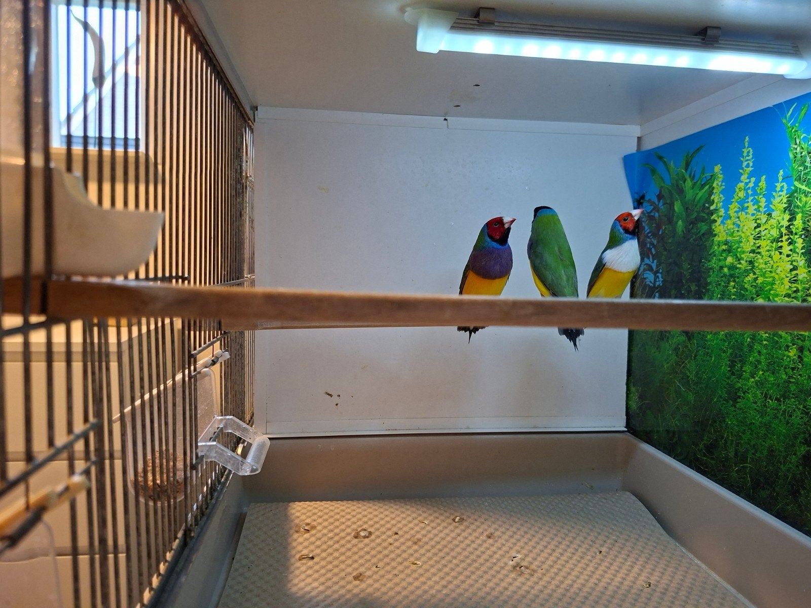 GOULDAMADINE MAN&POP, Dieren en Toebehoren