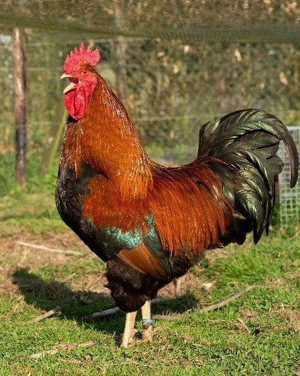 jonge welsumer krielhaan, Dieren en Toebehoren, Pluimvee, Mannelijk, Kip