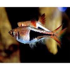Kegelvlekbarbeel!!!, Dieren en Toebehoren, Vissen | Aquariumvissen, Vis, Zoetwatervis