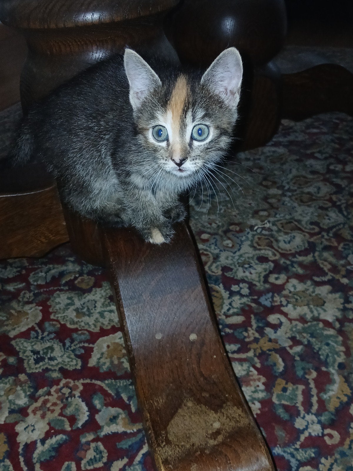 4 kittens 8 weken oud, 3 kleurige kitten,, Meerdere dieren, 0 tot 2 jaar