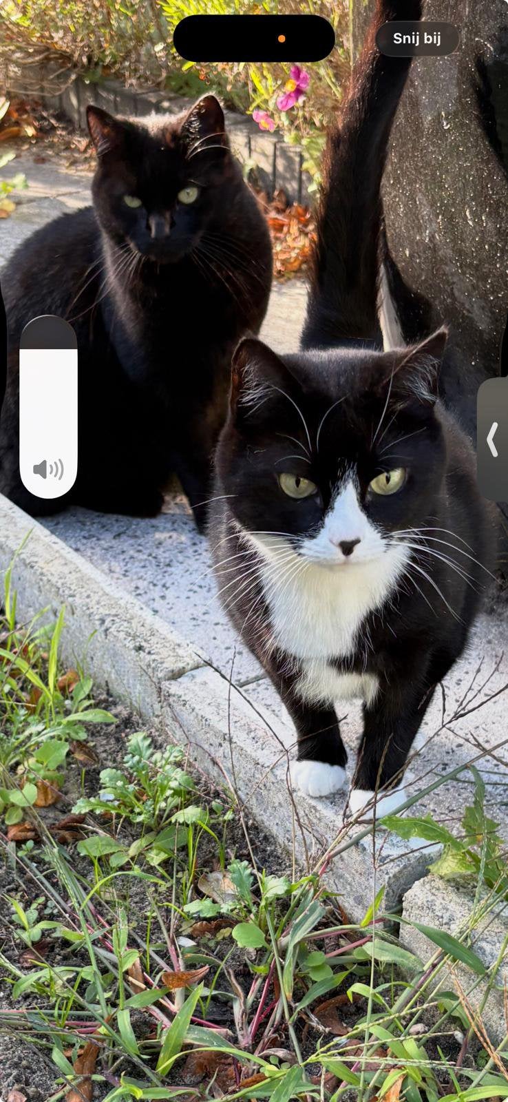Zoekt met spoed een nieuw baasje, Dieren en Toebehoren, Poes, Kortharig, 3 tot 5 jaar