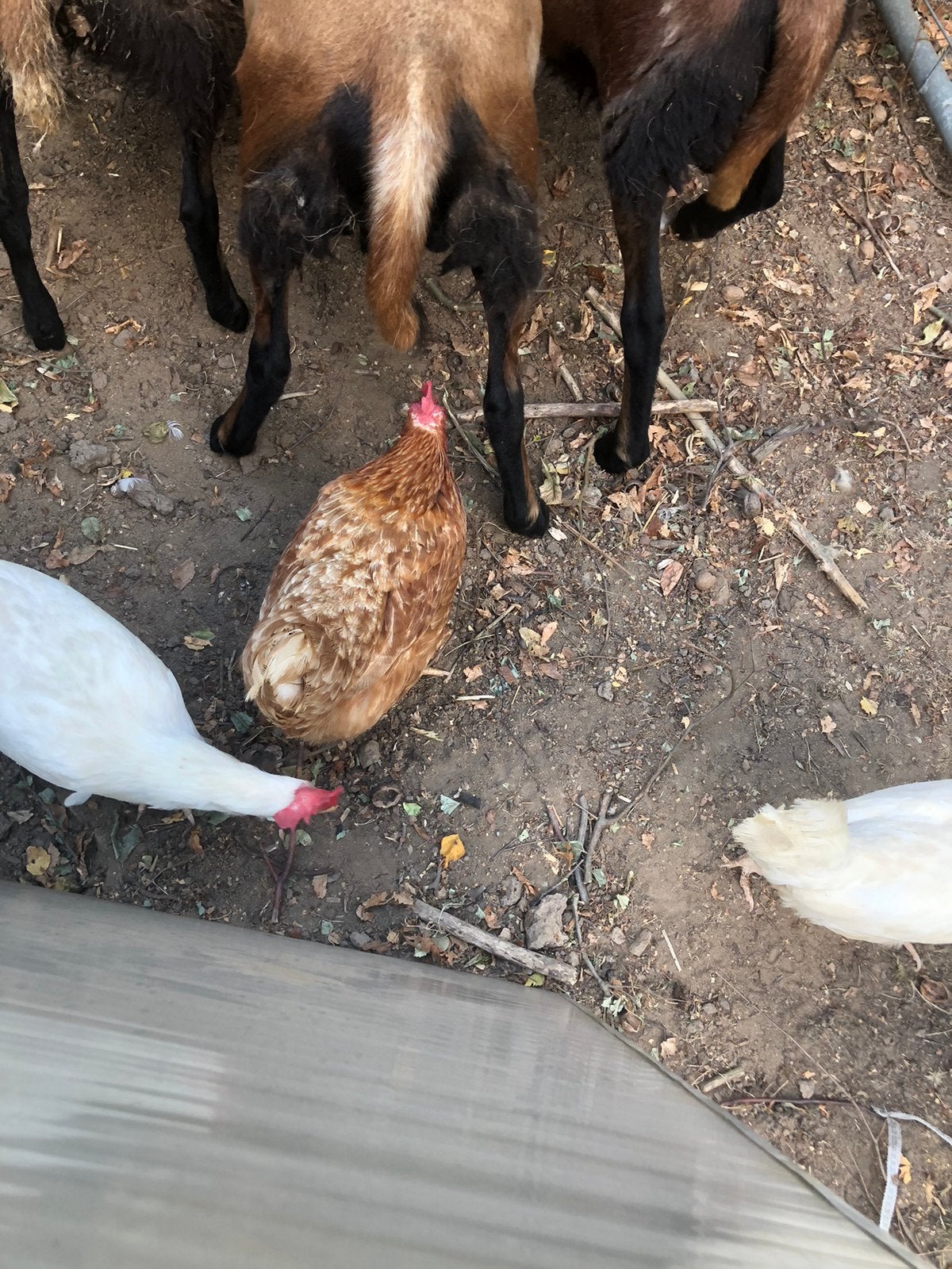 2 leghennen en 2 hanen, Dieren en Toebehoren, Pluimvee, Meerdere dieren, Kip
