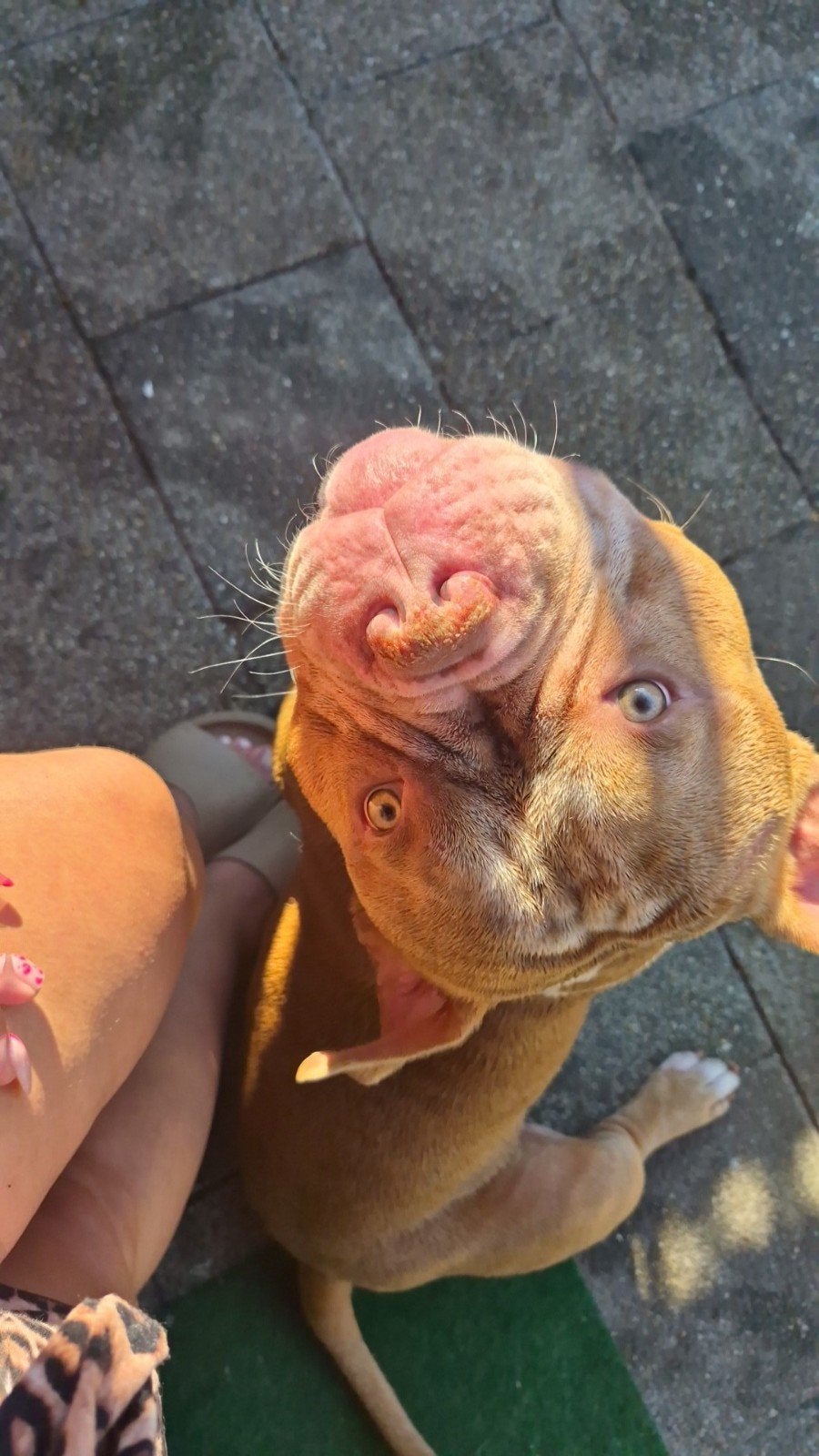 American Pocket Bully, Dieren en Toebehoren, Honden | Niet-rashonden, Reu, 1 tot 2 jaar, Parvo, Eén hond