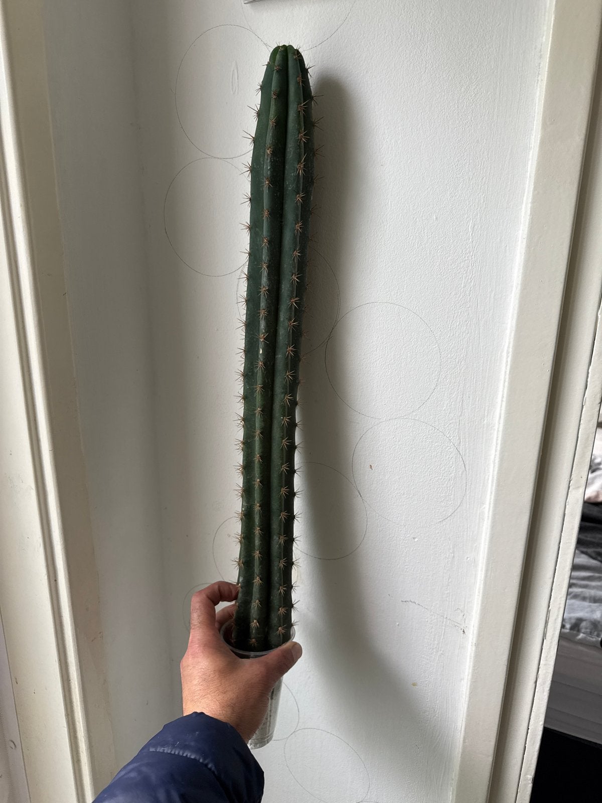 Grote Cactus - San Pedro stek, Huis en Inrichting, Kamerplanten, Ophalen, 100 tot 150 cm, In pot, Cactus