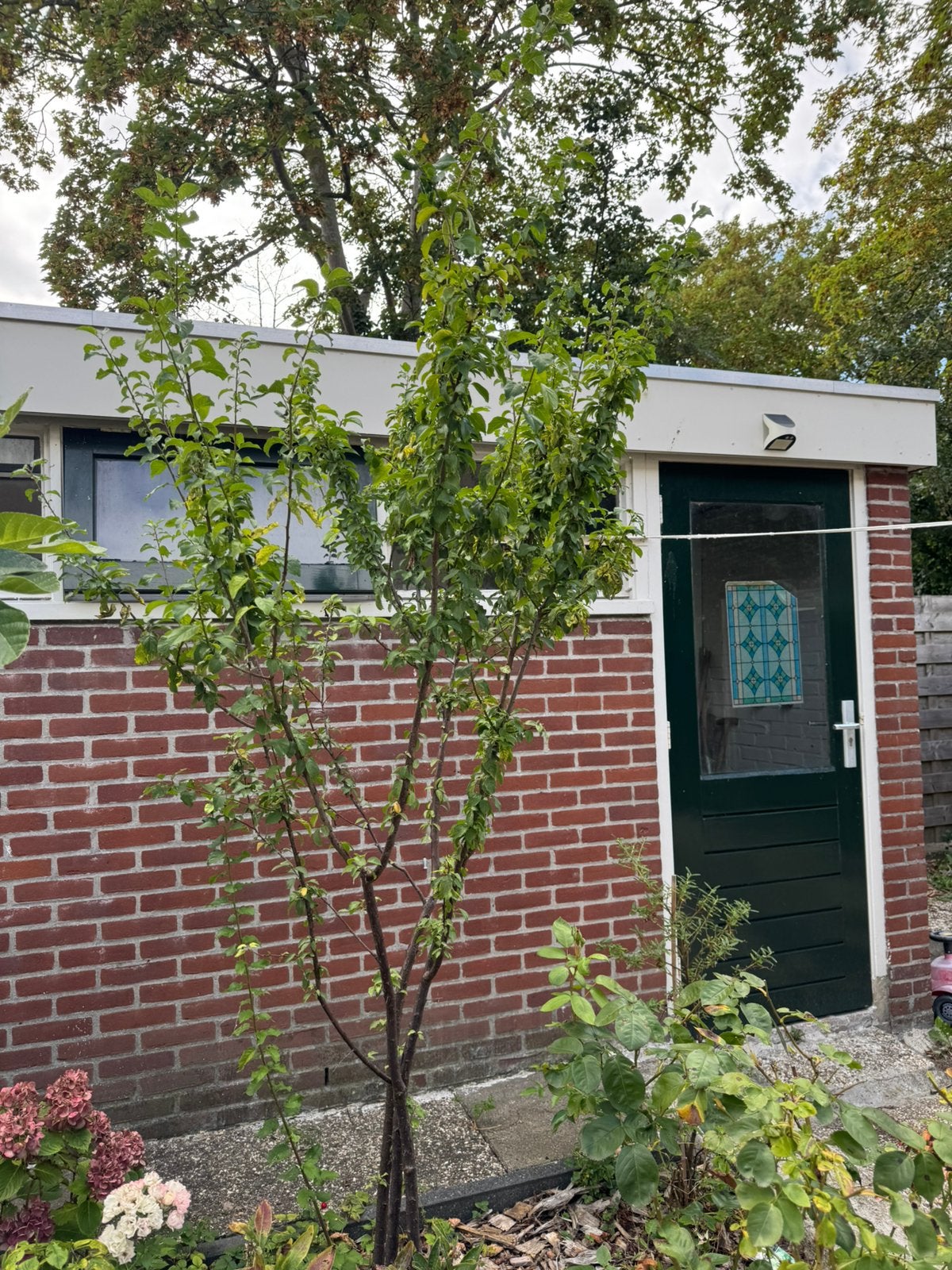 Prunus (pruimenboom), Ophalen, Halfschaduw, Overige soorten