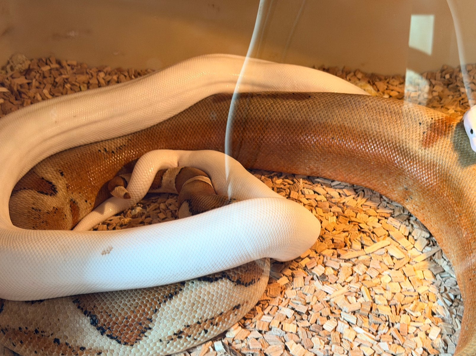 Boa constrictor superfire’s Boa Constrictor - female for sale from Herman