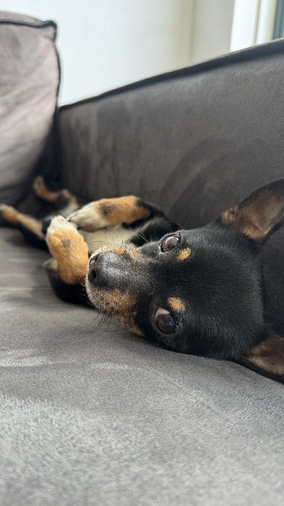 Lieve Chino zoekt een nieuw thuis, Dieren en Toebehoren, Honden | Chihuahua's en Gezelschapshonden, Parvo, Reu, Eén hond, Chihuahua