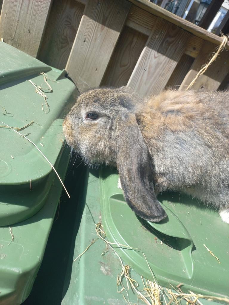 Konijnen, Dieren en Toebehoren, Konijnen, Meerdere dieren