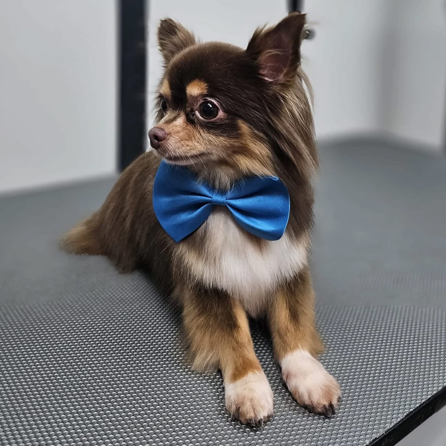 Gouden mandje gezocht, Dieren en Toebehoren, 6 jaar of ouder, Reu, Eén hond, Chihuahua