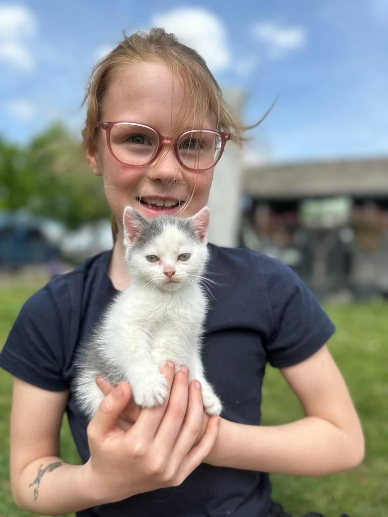 Prachtig mix ragdoll / europees korthaar kitten, Dieren en Toebehoren, Meerdere dieren