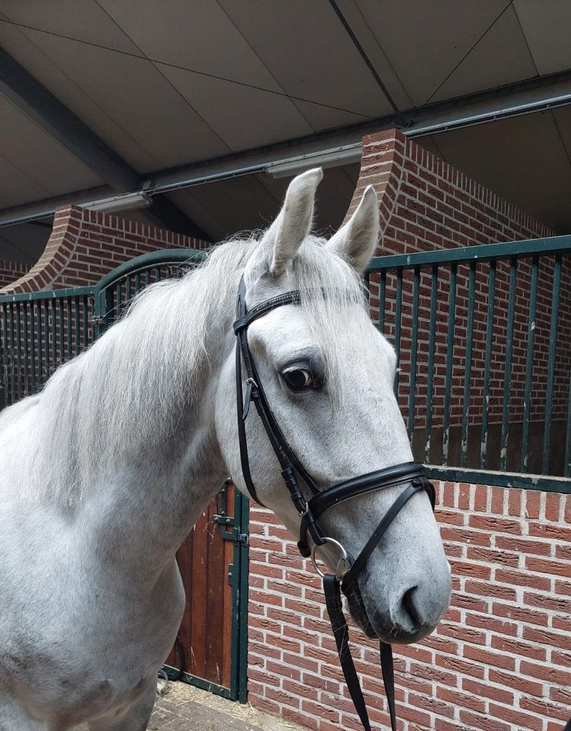 Te koop 4-jarige E-pony ruin., Ruin, Zadelmak, 3 tot 6 jaar, Recreatiepony