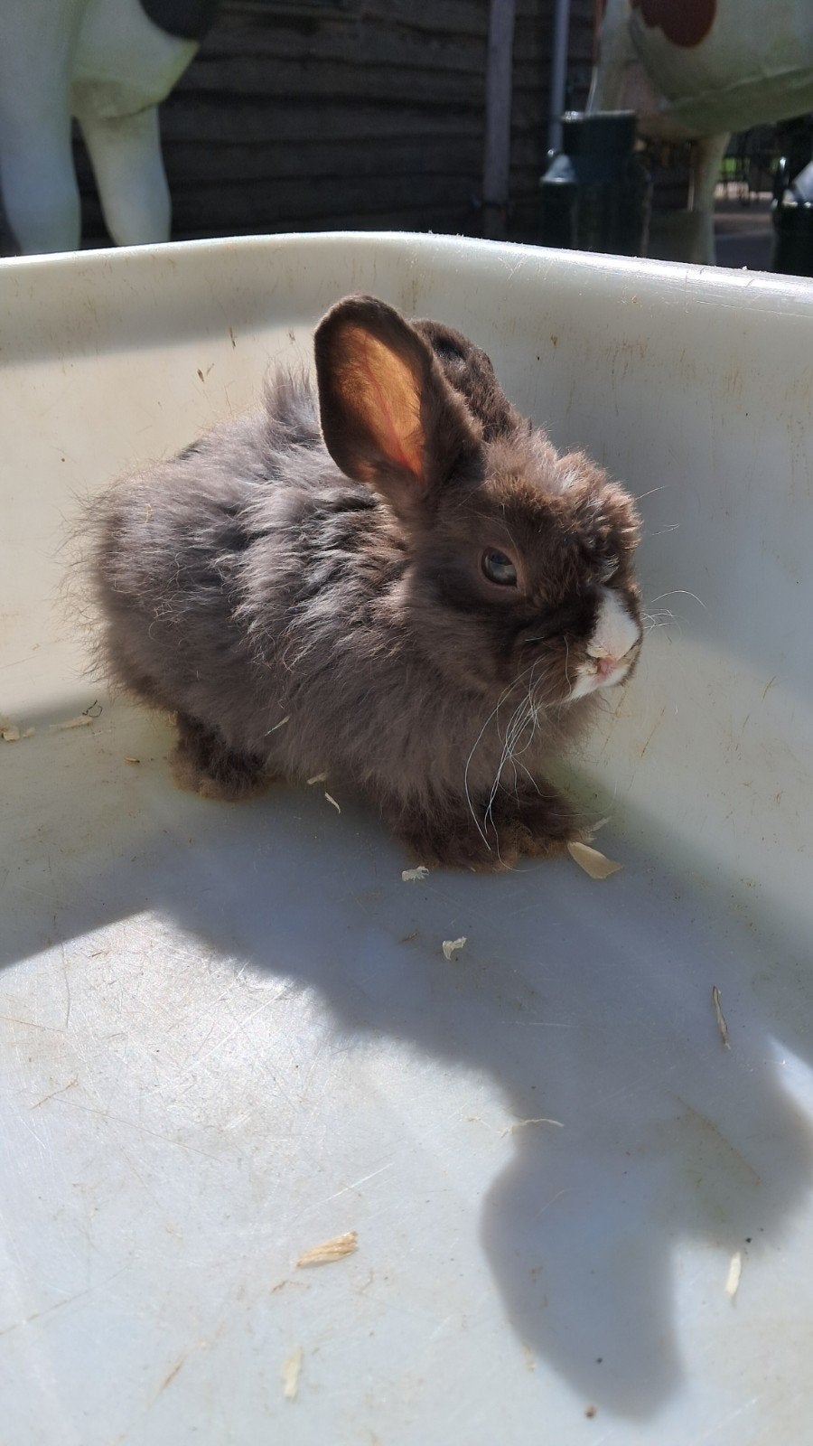Baby konijntje ram geboren 19 juni, Dieren en Toebehoren, Mannelijk, Klein, 0 tot 2 jaar