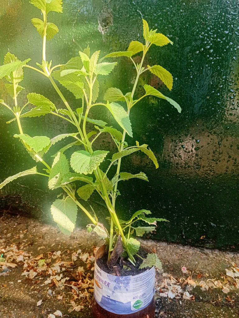 Citroenmelisse, Tuin en Terras, Planten | Tuinplanten, Ophalen, Vaste plant, Kruiden, Volle zon