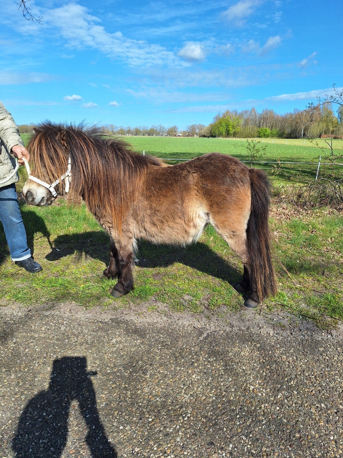 !!Look at me!! 3 jarige mini shetlandpony met NSPS stamboek, Merrie, Met stamboom, Niet van toepassing, A pony (tot 1.17m)