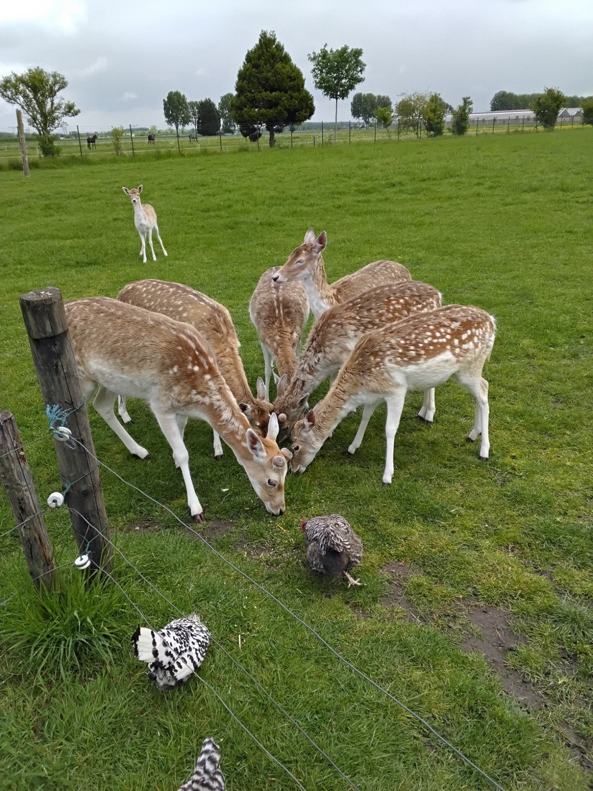 Prachtige damhertbok 1 jaar oud, Dieren en Toebehoren, Juli, Mannelijk