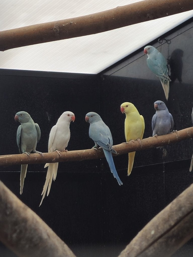 Diverse jonge Halsbandparkieten | 2026 | Met DNA, Dieren en Toebehoren, Meerdere dieren, Parkiet, Geringd