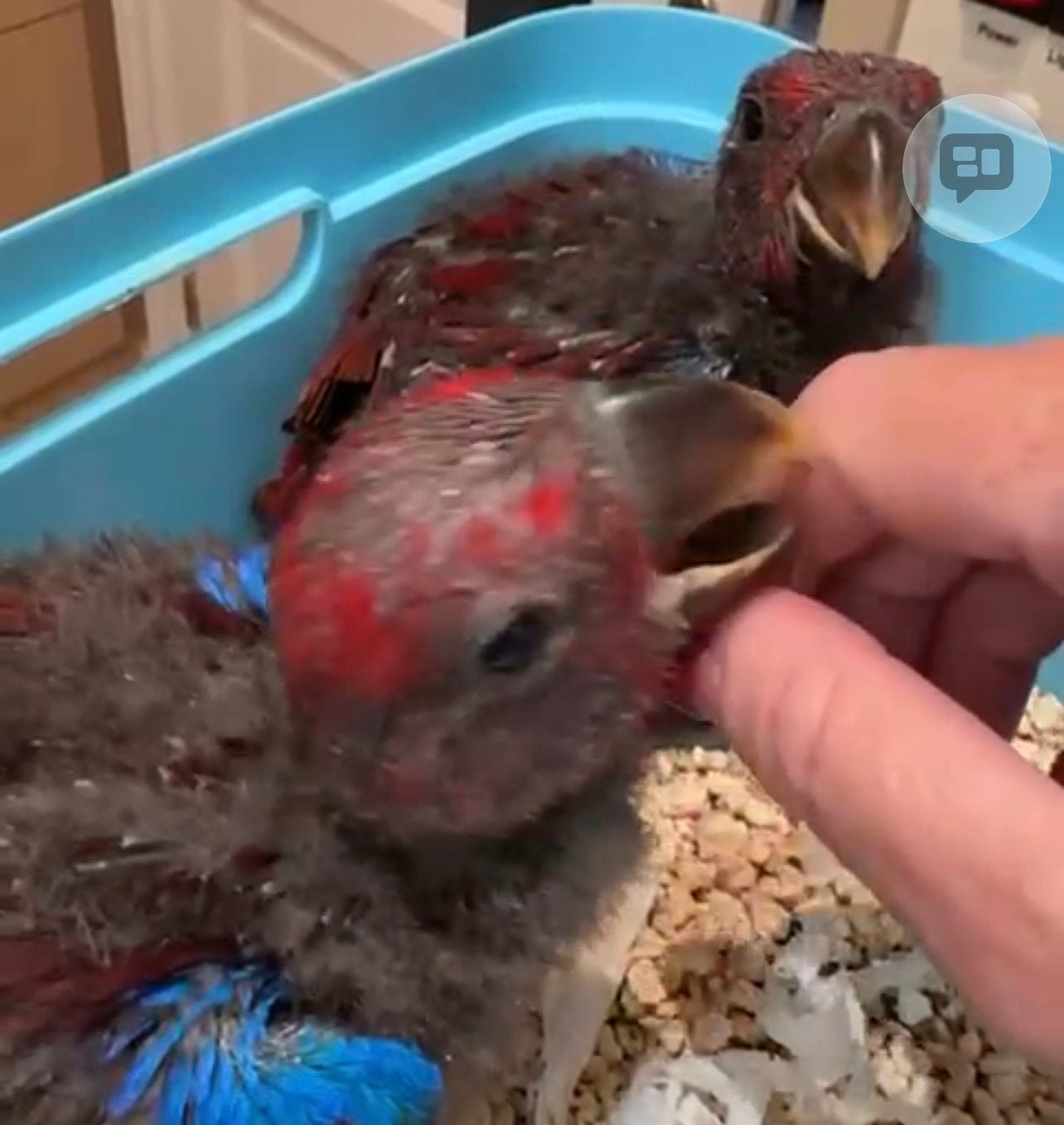 Supper tamme edelpapegaai, Dieren en Toebehoren, Vogels | Parkieten en Papegaaien, Mannelijk, Parkiet