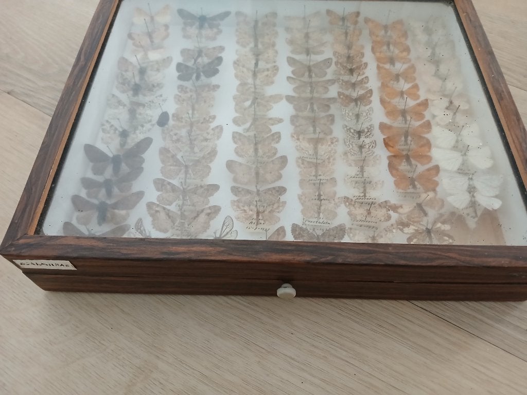 Antieke vlindercollectie in houten vitrine, Ophalen, Gebruikt, Insect, Opgezet dier