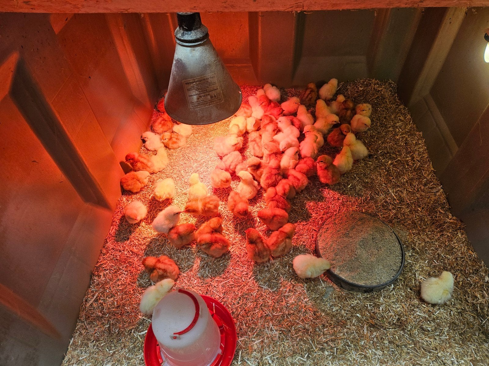 eendags leghen kuikens te koop, Meerdere dieren, Kip