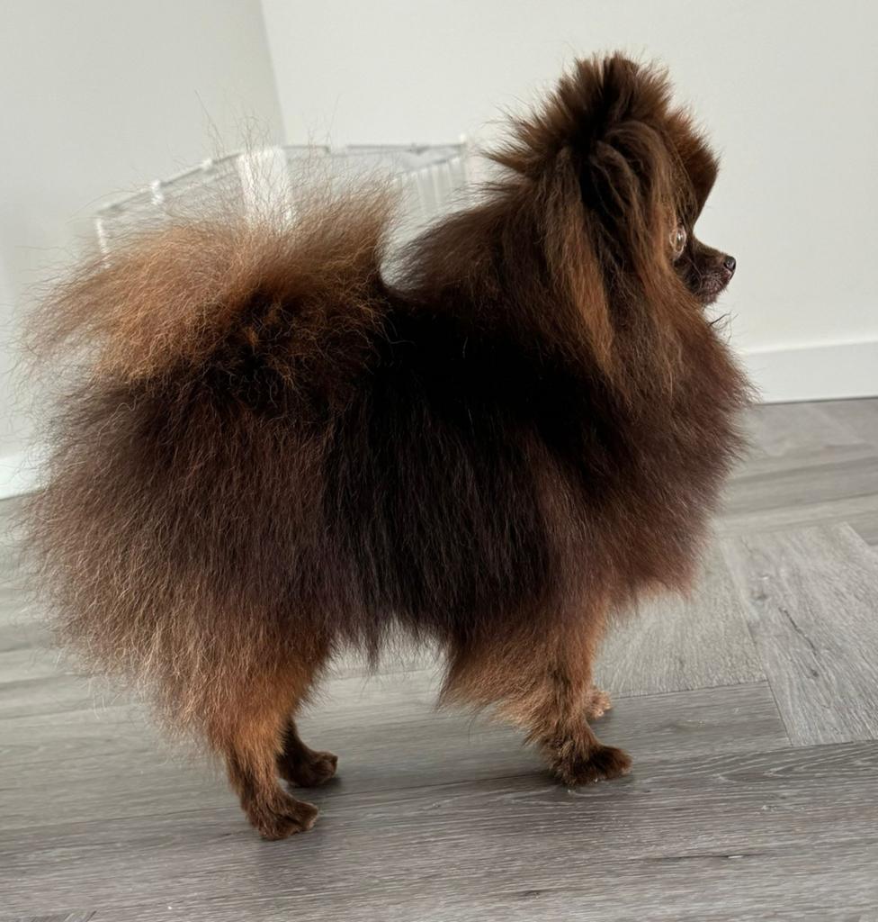Heel klein Choco Pomeranian reutje, Keeshond, Reu, Parvo, Eén hond