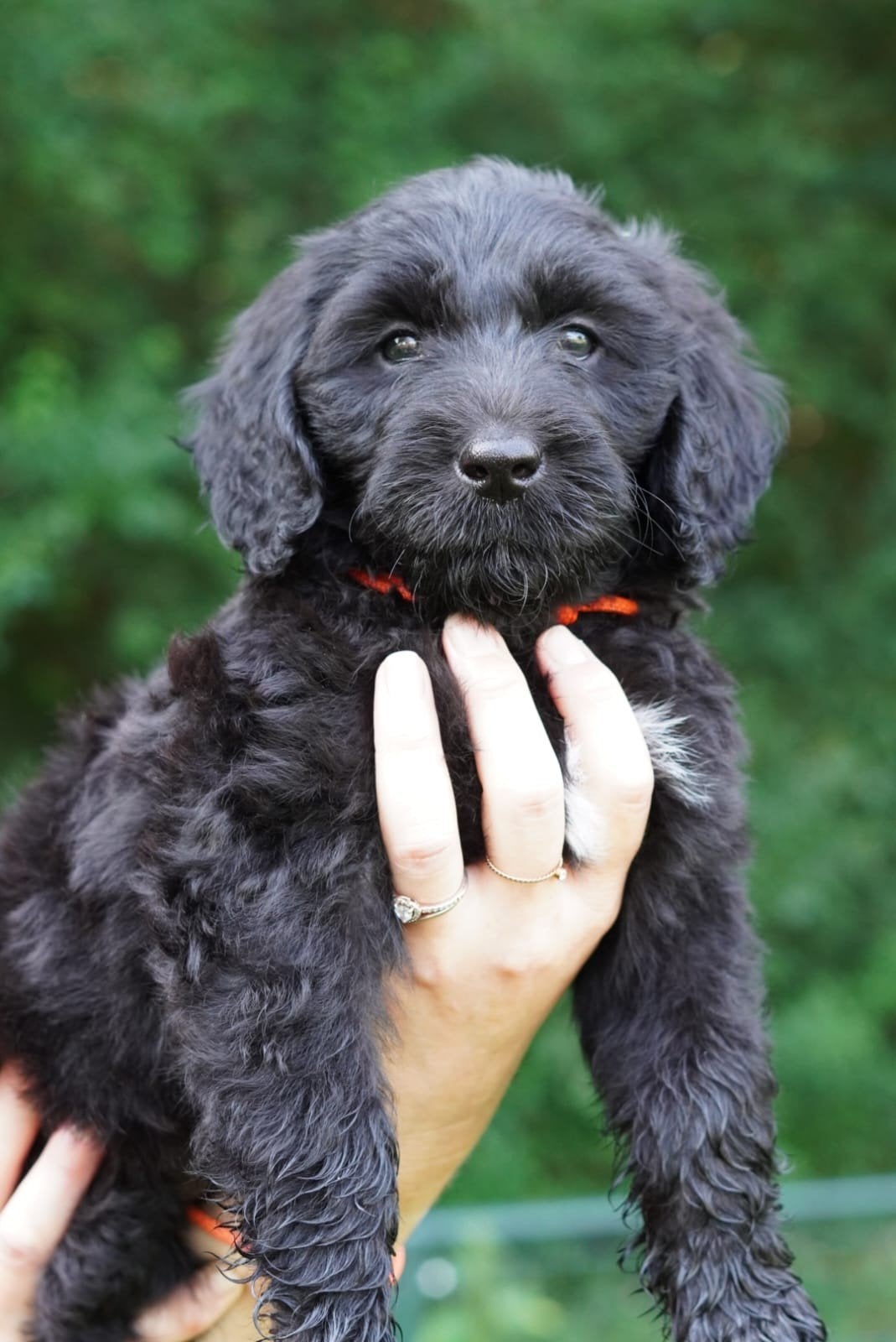 prachtige multigen Labradoodle pups, 8 tot 15 weken, Meerdere, Meerdere dieren, Nederland