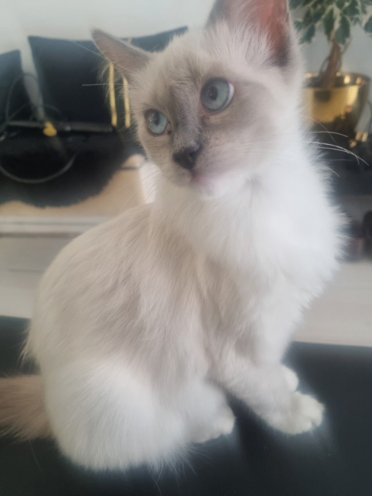 Ragdoll poesje 15 weken Eu Paspoort Chip, Dieren en Toebehoren, Katten en Kittens | Raskatten | Langhaar, Poes, Gechipt