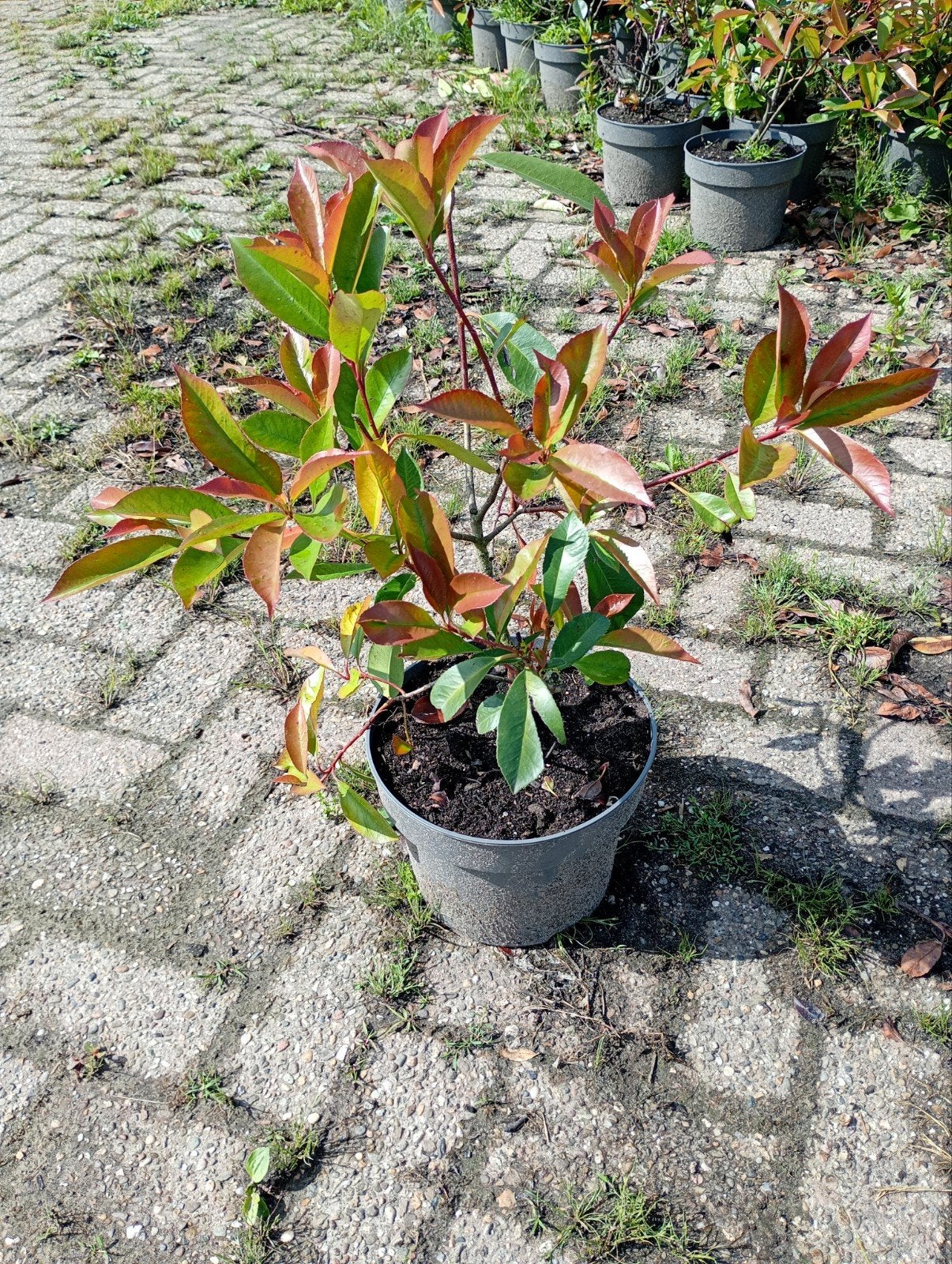 Glansmispel photinia, Ophalen of Verzenden, Overige soorten, Minder dan 100 cm