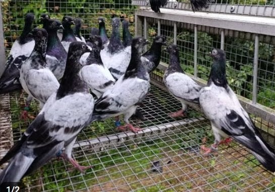 Te koop gevraagd Deres hoogvliegers, Dieren en Toebehoren, Meerdere dieren, Tuimelaar of Roller