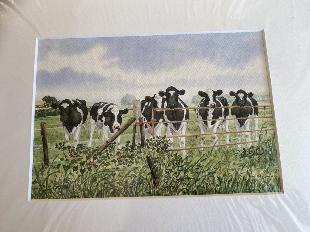 Aquarelle koeien, Ophalen