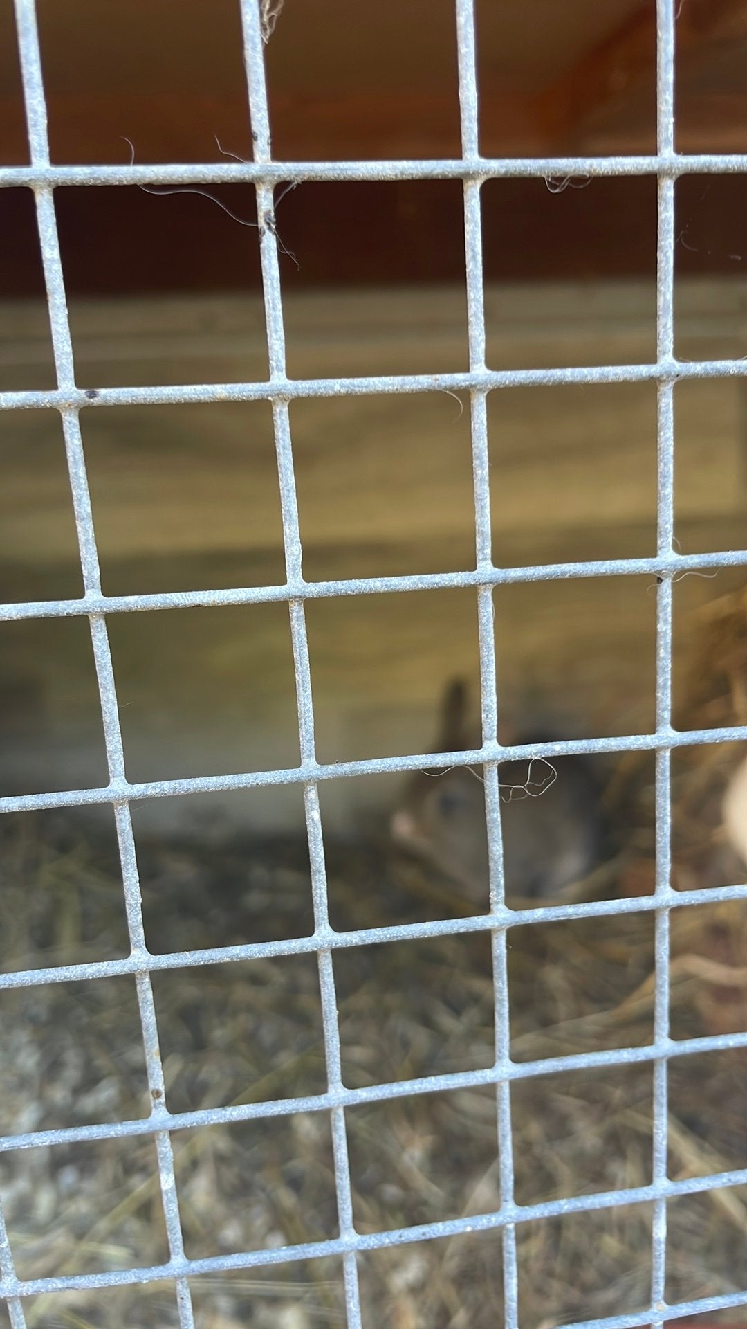 Gekruiste jonge konijntjes, Dieren en Toebehoren, Konijnen
