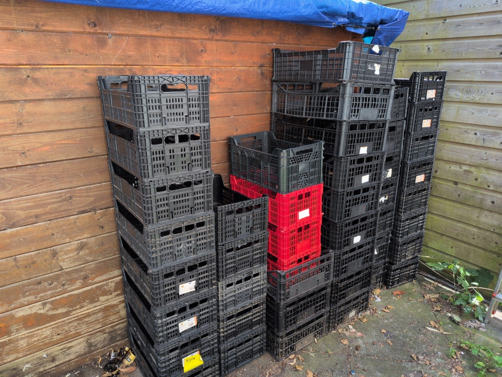Plastic (groente)kratten - gratis afhalen, Doe-het-zelf en Verbouw, Kratten en Dozen, Ophalen, Gebruikt, Minder dan 35 cm, Minder dan 50 cm