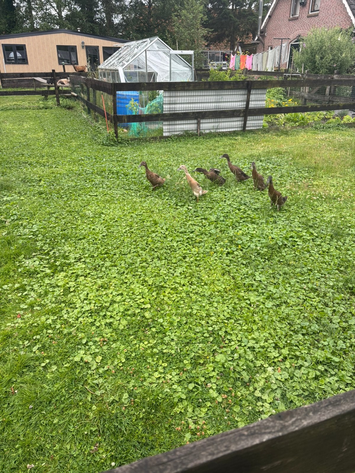 Broedeieren loopeenden, Dieren en Toebehoren, Pluimvee | Toebehoren, Ophalen, Nieuw, Broedmachine