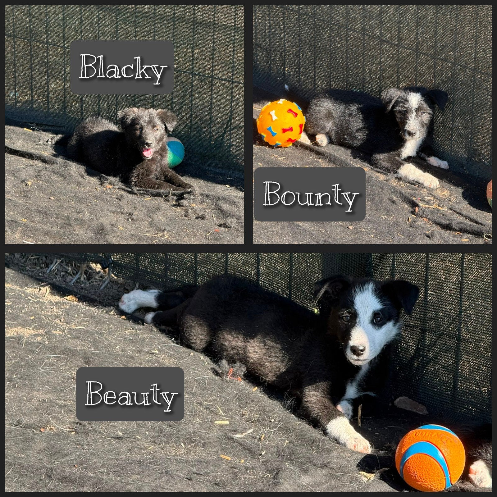 teefjes, puppys zoeken een thuis adoptiehonden, Dieren en Toebehoren, Particulier, 8 tot 15 weken, Buitenland, Meerdere