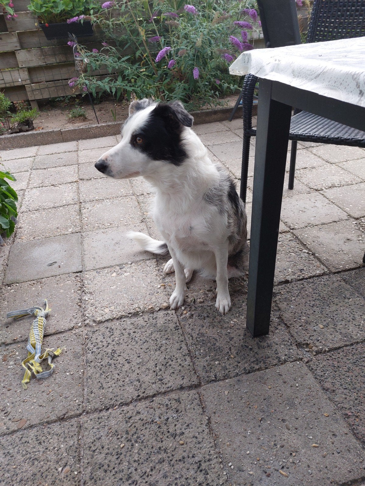 goed tehuis gezocht, Dieren en Toebehoren, Honden | Herdershonden en Veedrijvers, Teef, Herder, Particulier, Eén hond, Nederland